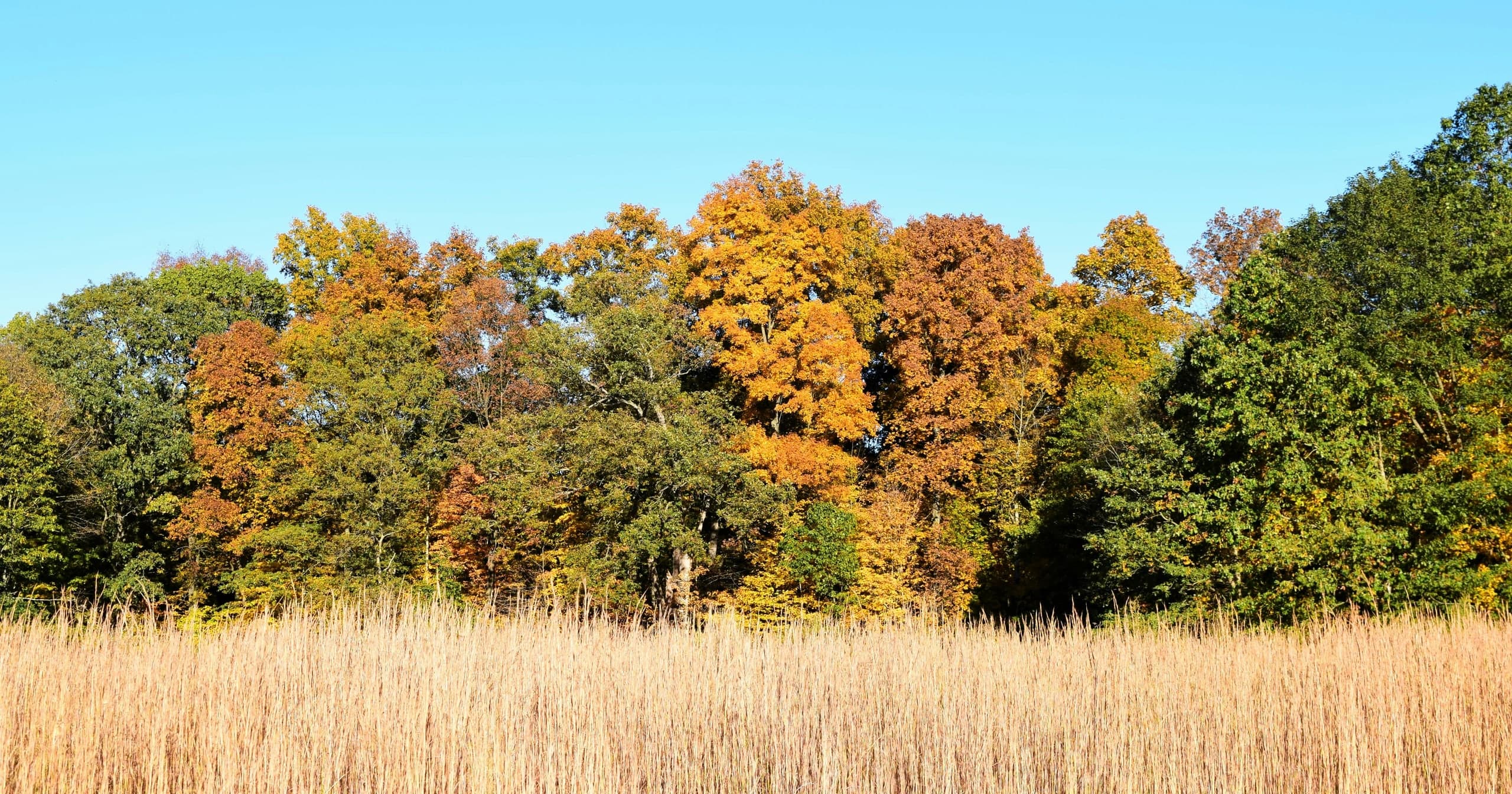 Autumn woods in Indiana beyond a field of tall golden grass
